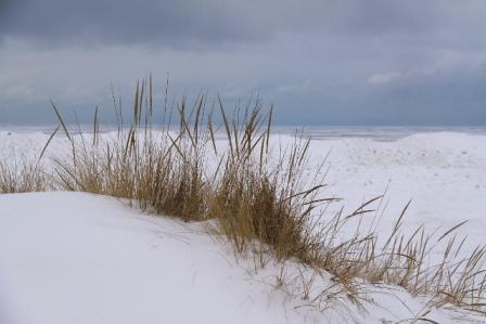 February Dunes Grass
